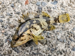 タケノコメバルの釣果