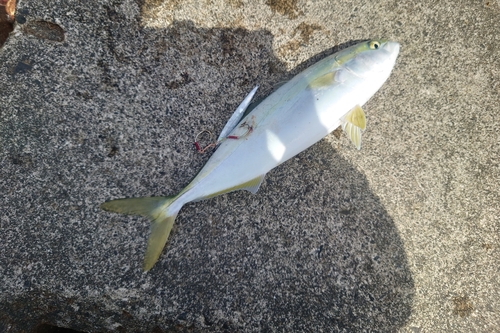 ツバイソの釣果