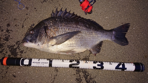 クロダイの釣果