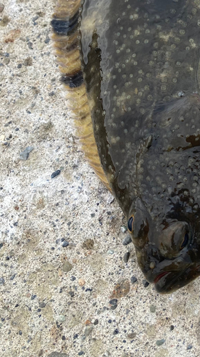 カワガレイの釣果