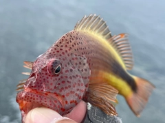 ホシゴンベの釣果