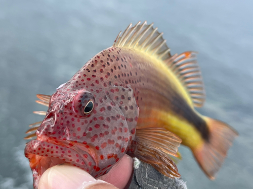 ホシゴンベの釣果