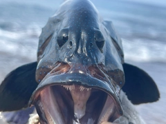 アオノメハタの釣果