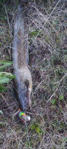 ナマズの釣果