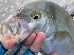 ナンヨウカイワリの釣果