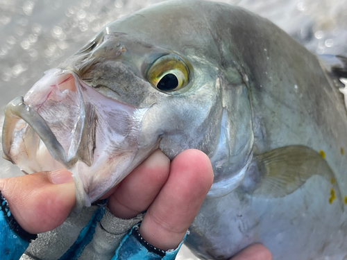 ナンヨウカイワリの釣果