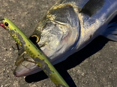 スズキの釣果