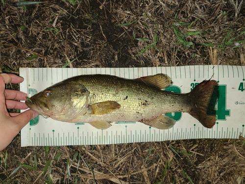 ラージマウスバスの釣果