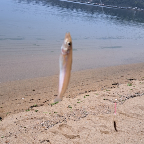 キスの釣果