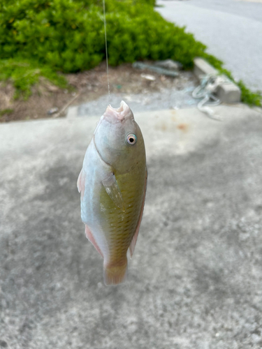 イラブチャーの釣果