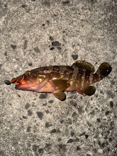 アコウの釣果