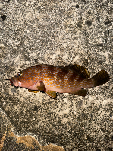 アコウの釣果