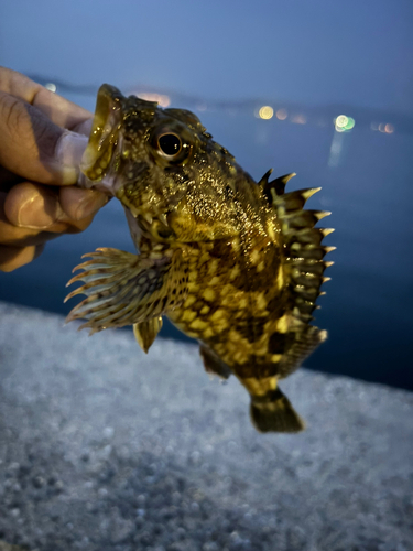 カサゴの釣果