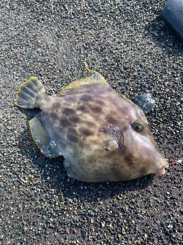 カワハギの釣果