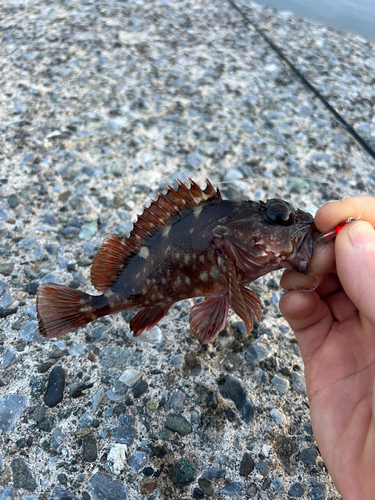 カサゴの釣果