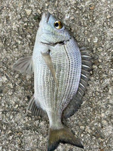 ミナミクロダイの釣果