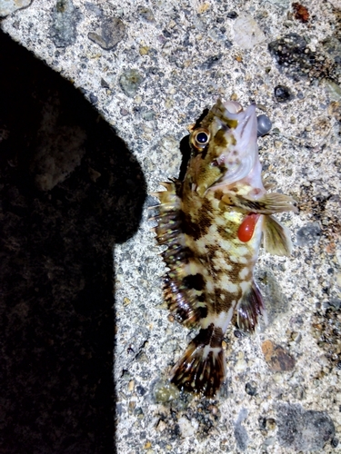 カサゴの釣果