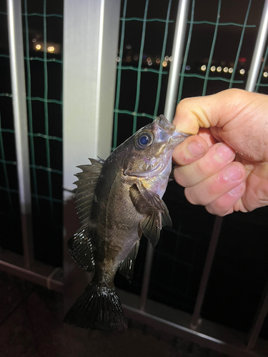 メバルの釣果