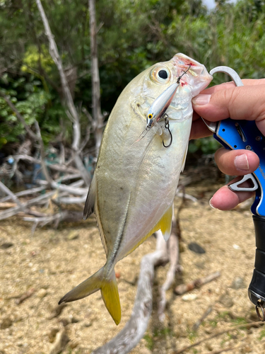 ギンガメアジの釣果