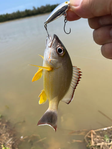 オキフエダイの釣果