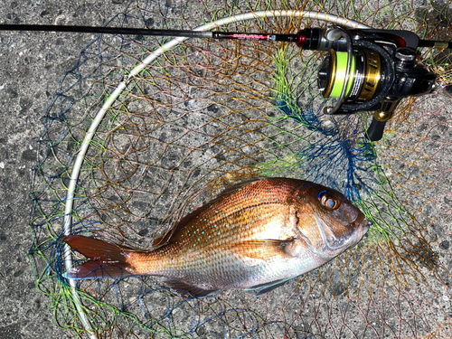 マダイの釣果