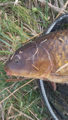 コイの釣果