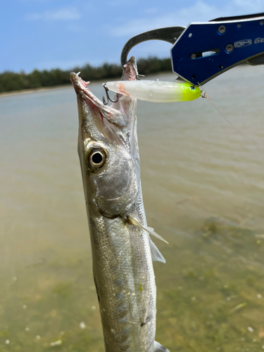 カマスの釣果