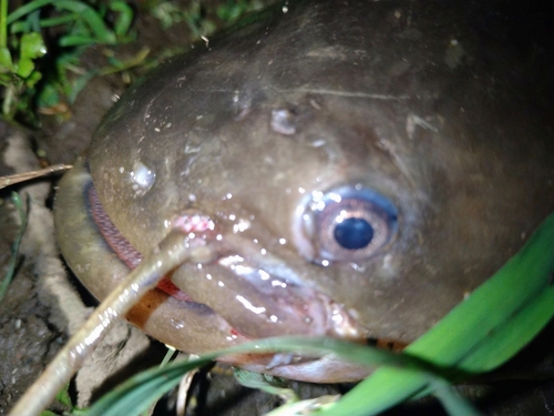 ナマズの釣果