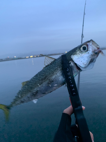 サバの釣果