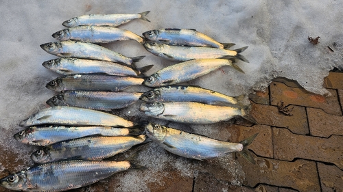 ニシンの釣果