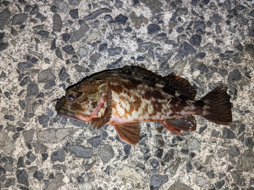 カサゴの釣果