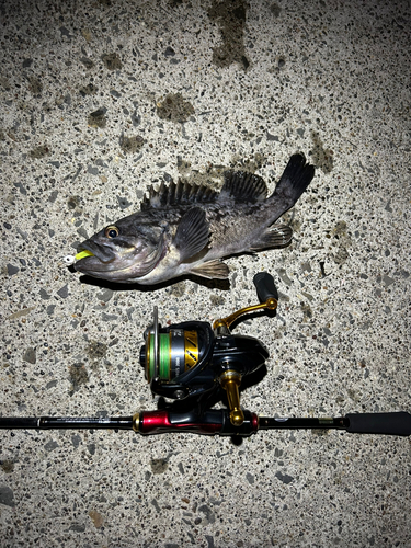 クロソイの釣果