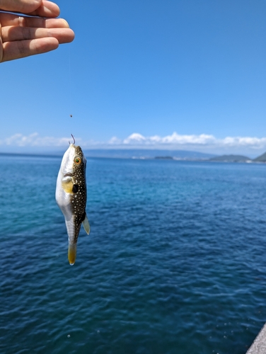 アカメフグの釣果