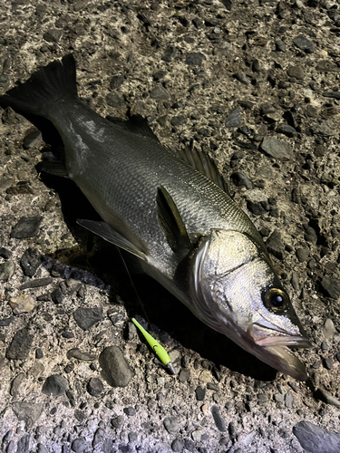 ヒラスズキの釣果