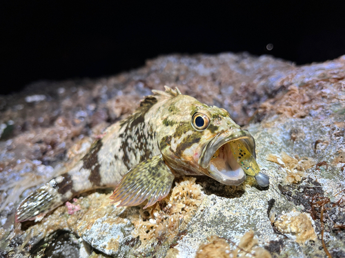 ソイの釣果