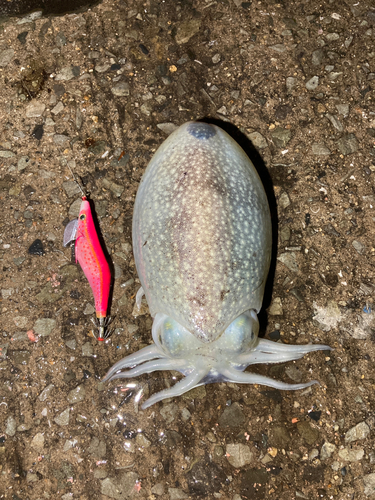 コウイカの釣果