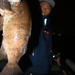 シロメバルの釣果・釣り情報まとめ【2024年最新】 - アングラーズ