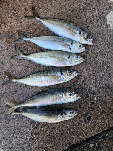 アジの釣果