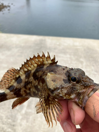 アラカブの釣果