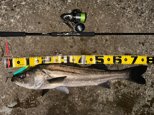 シーバスの釣果