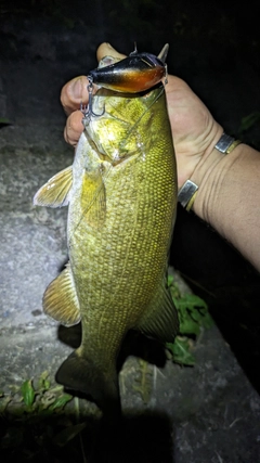 スモールマウスバスの釣果