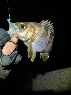 メバルの釣果