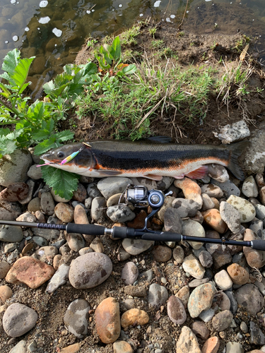 マルタウグイの釣果