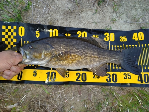 スモールマウスバスの釣果