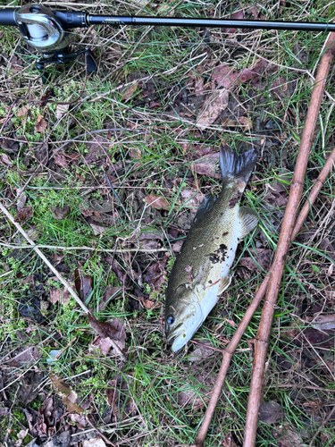 スモールマウスバスの釣果