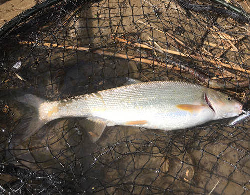 ウグイの釣果