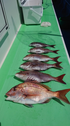 マダイの釣果