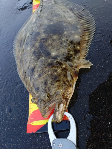 ヒラメの釣果