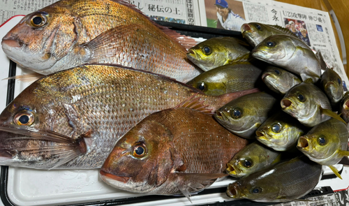 マダイの釣果