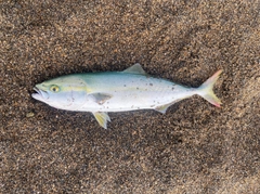 イナダの釣果